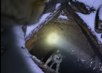 P2112001 These wolves are something else (Part 1)