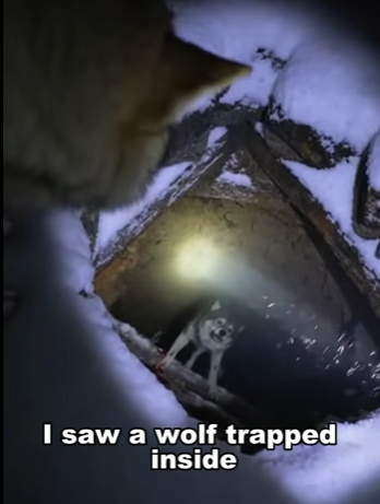 P2112001 These wolves are something else (Part 1)