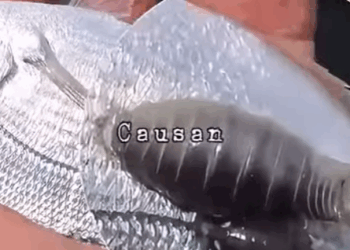 G0102011 Cómo afectan los PIOJOS DE MAR los PECES (Parte 2)