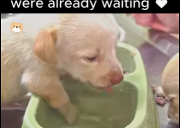 S2112001 Three puppies, one box, families who were already waiting