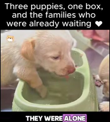 S2112001 Three puppies, one box, families who were already waiting