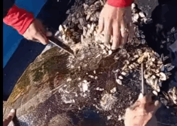 G0102007 Quitando PERCEBES de TORTUGA MARINA en Perú (Parte 2)