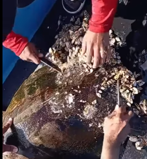 G0102007 Quitando PERCEBES de TORTUGA MARINA en Perú (Parte 2)