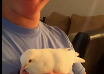 A2212007 dove falling into water (Parte 2)