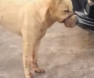 A2212006 If you don love me, please don hurt me (Parte 2)