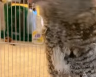 A2212005 There is furry animal on roadside (Parte 2)