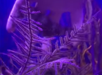 A2212002 Rescatar al caballito de mar (Parte 2)