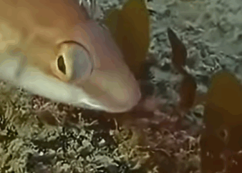 G0102012 Este Crustáceo COME Peces (Parte 2)