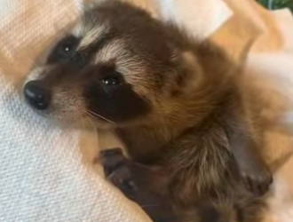 A2212001 Rescatar mapaches (Parte 2)