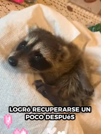 A2212001 Rescatar mapaches (Parte 2)