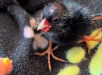 A2212004 Rescatar los polluelos (Parte 2)