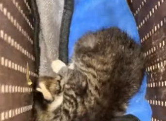 A2212003 Gatito rescatado (Parte 2)