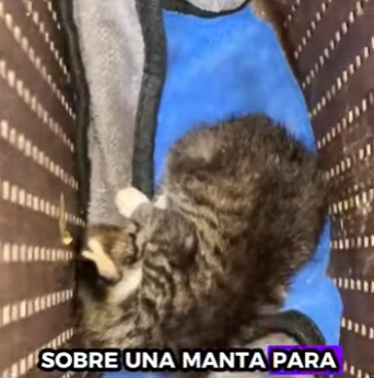 A2212003 Gatito rescatado (Parte 2)