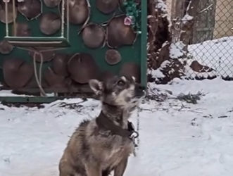 S2112004 Take Him. Just Leave Chain. Most Heartless Words We Ever Heard