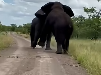 G2312006 Animales que No Sienten Dolor (Parte 2)