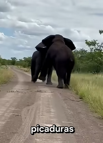 G2312006 Animales que No Sienten Dolor (Parte 2)