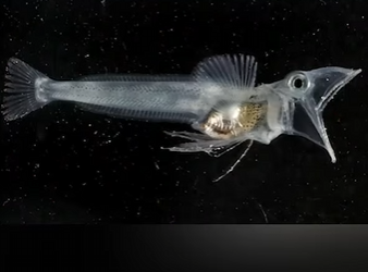 G2312001 Animales Trasparente que no Puedes Ver (Parte 2)