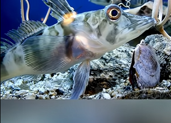 G2312003 Animales que Viven (Parte 2)