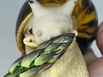 G2312004 Las Plagas que Todos Los Gobiernos Temen (Parte 2)