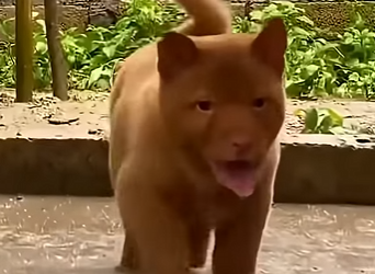 G2312007 Animales Modificados por (Parte 2)