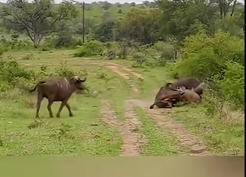 G2312002 Animales que Pueden Vencer un Leon (Parte 2)