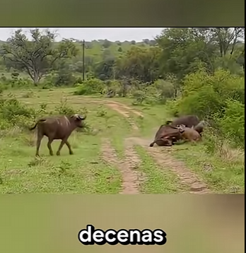 G2312002 Animales que Pueden Vencer un Leon (Parte 2)