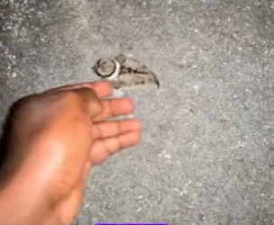 R2212003 Chorlito de rescate (Parte 2)