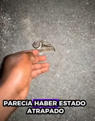 R2212003 Chorlito de rescate (Parte 2)