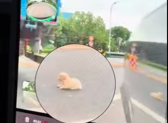 R2212005 Cachorro rescatado (Parte 2)