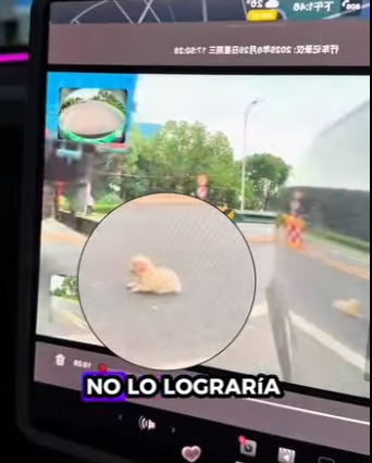 R2212005 Cachorro rescatado (Parte 2)