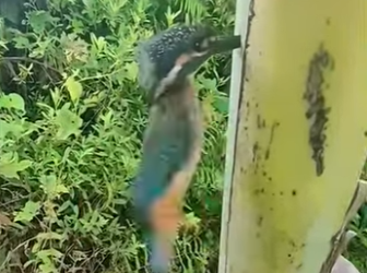 R2212006 Salva al pájaro tonto (Parte 2)