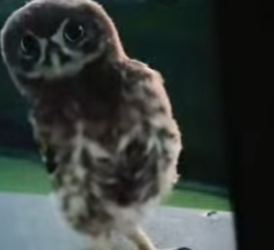 R2212004 Búho de rescate (Parte 2)