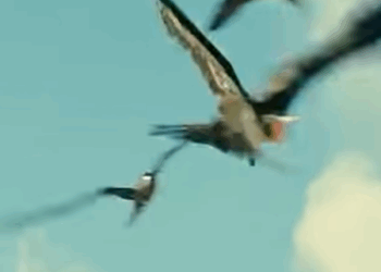 G0102010 Aves SECUESTRAN Tortugas Marinas bebés (Top depredadores) (Parte 2)