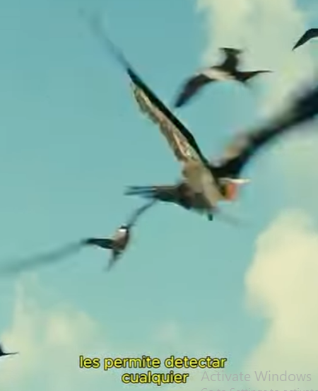 G0102010 Aves SECUESTRAN Tortugas Marinas bebés (Top depredadores) (Parte 2)