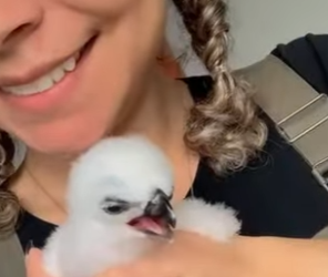 R2212001 Águila de rescate (Parte 2)