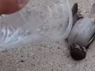 R2212007 Gorriones de rescate (Parte 2)