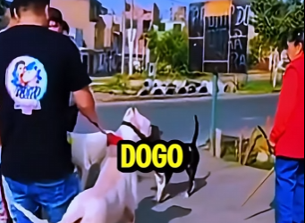 D2212002 Dogo Pitbull Punto De Desatar Una Pelea Brutal! (Parte 2)