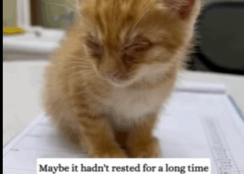 saw soaked kitten then (Part 2)