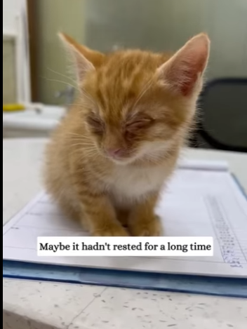 saw soaked kitten then (Part 2)