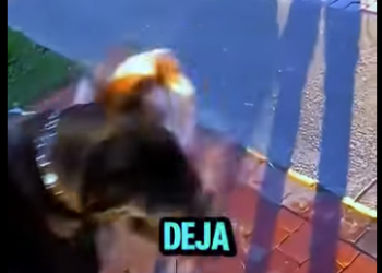 D2212007 Cane Corso Humilla Peleonero Sin Tocar Un Pelo (Parte 2)