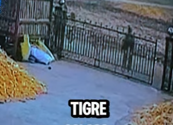 D2212005 Tigre Escapa Derriba Reja Como Papel En China (Parte 2)