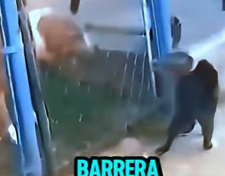 D2212004 Gato Se Venga Del Perro Que Lo Provocó (Parte 2)