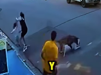 D2212006 Perro Héroe Salva Madre Hija De Un Ataque (Parte 2)