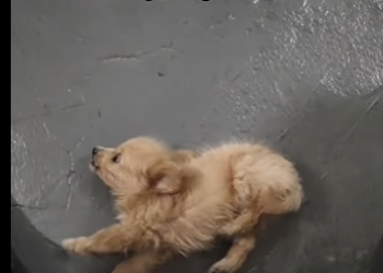 F2012008 Caí al suelo sin fuerzas solo recé por seguir viva (Part 2)