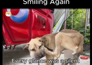 D1819012 Suffering to Smiling Again (Part 2)