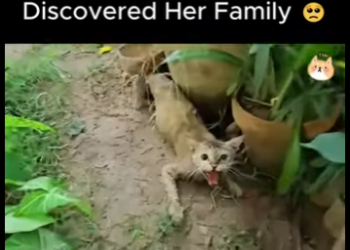 D1912001 We Found Newborn Kitten Alone Then Discovered Her Family (Part 2)