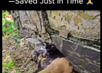 D1912005 Whole Family of Cats Saved Just in Time (Part 2)