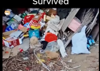 D1912009 Together, They survived (Part 2)