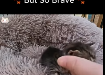 D1819011 She Was So Small, But So Brave (Part 2)