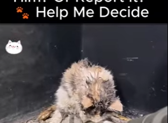 D1912004 Would You Keep Him Or Report It Help Me Decid (Part 2)